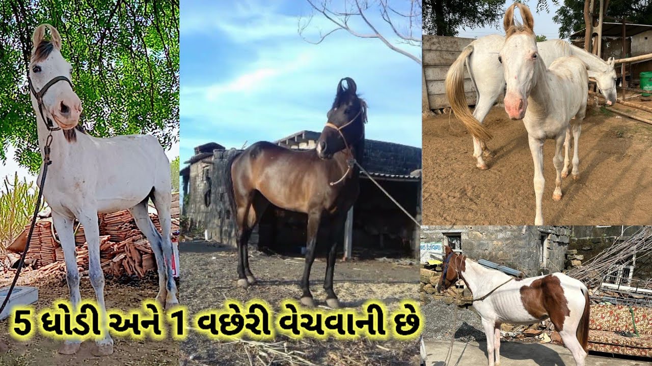 5 ધોડી વેચવાની છે ફુલ જવાબદારી સાથે અને ઓછી કિંમત મા #ધોડી