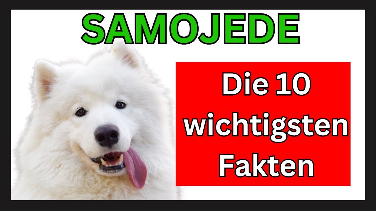 Samojede Hunderasse 🐶 Die 10 wichtigsten Fakten
