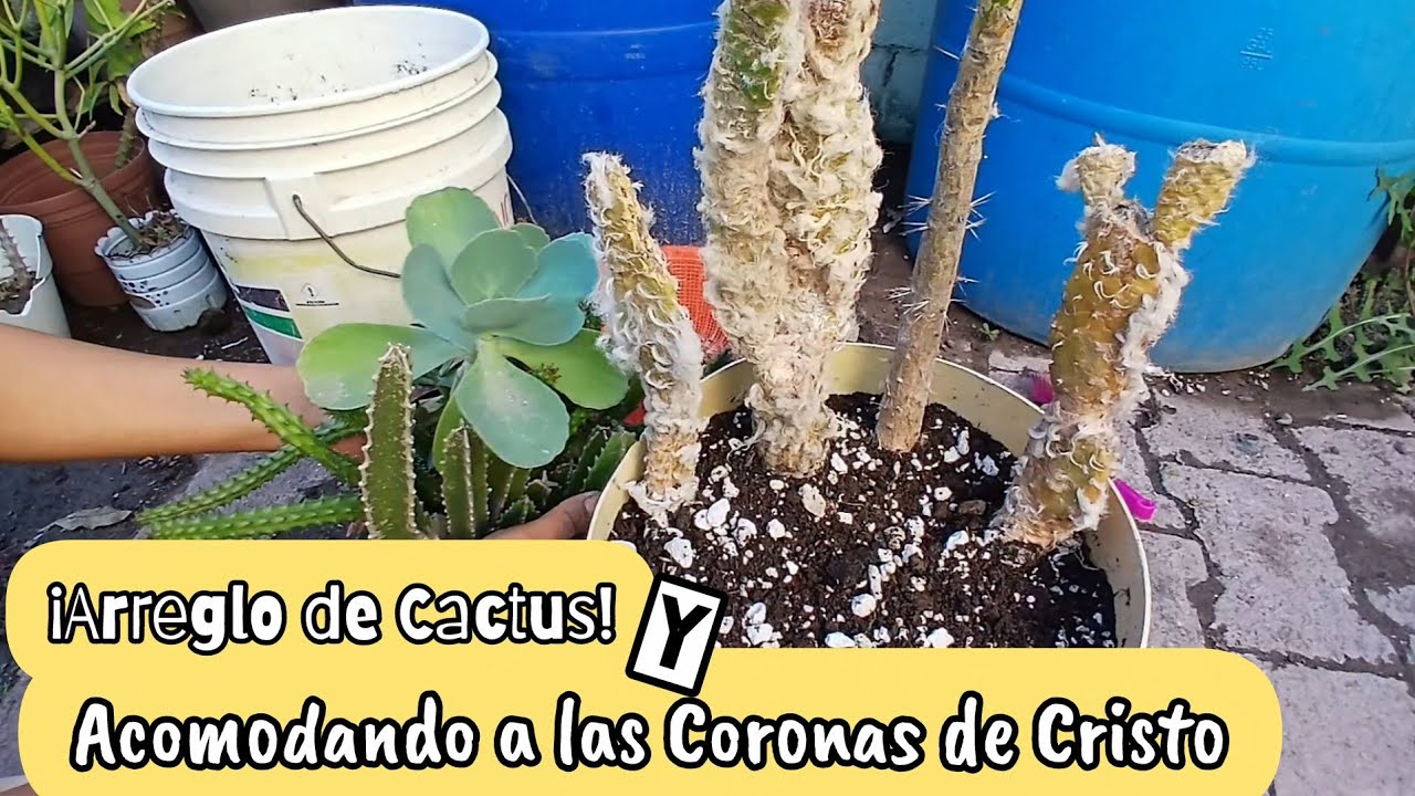Organizando mi Jardin y Arreglo de Cactus rescatados😁  