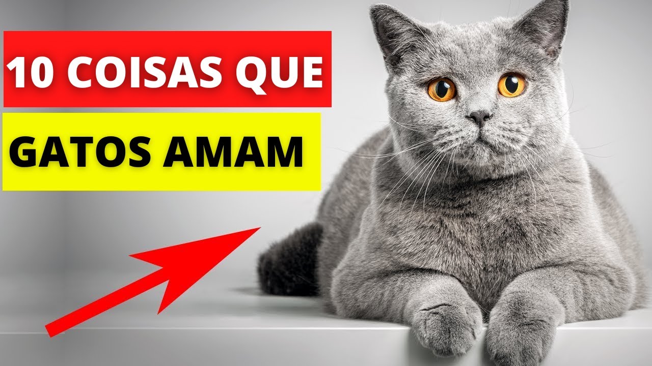 TOP 10 COISAS QUE OS GATOS MAIS ADORAM