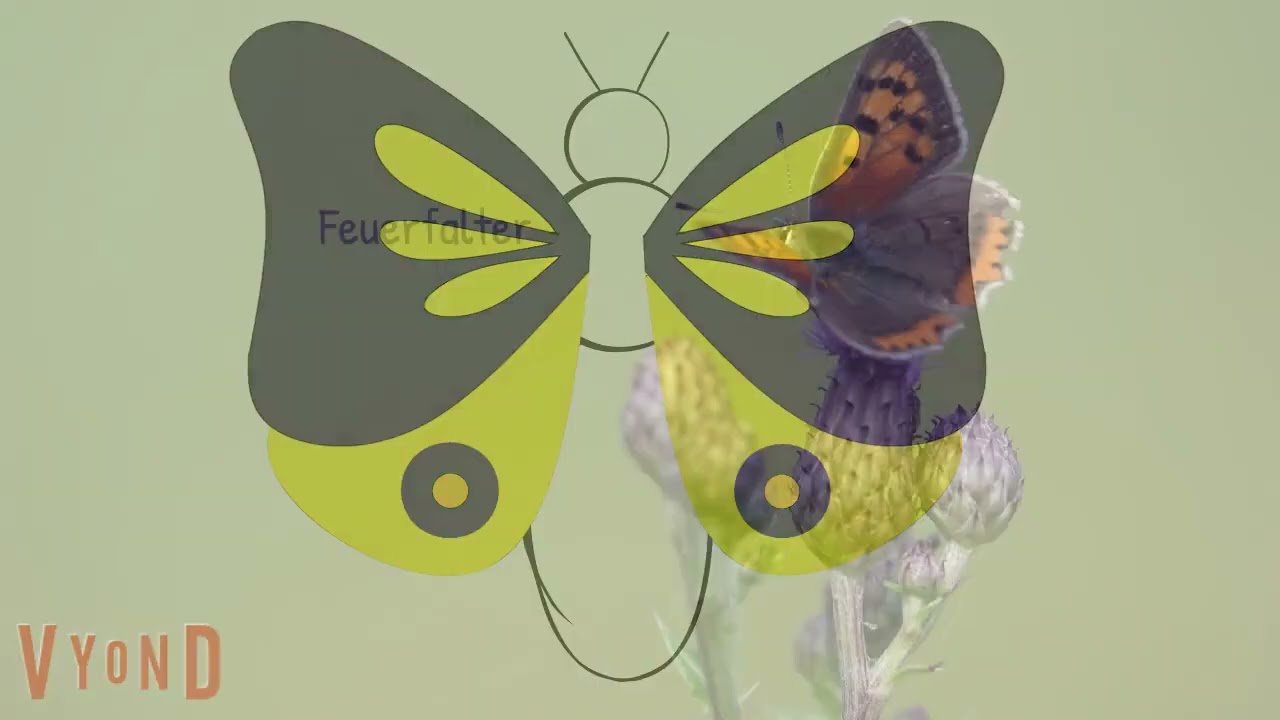 Einführung in die Insektenordnungen: Insekten bestimmen lernen