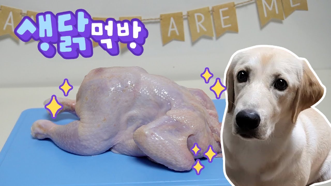 강아지 생닭 리얼사운드 먹방 ♪ 오독오독 챱챱 생식하는 소리 ASMR ♪
