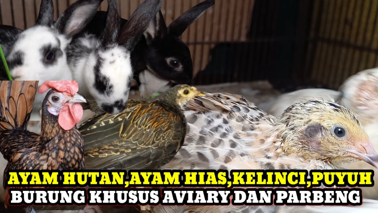 SIDAK HARGA AYAM,KELINCI,DAN HEWAN LAINYA DIKIOS UMAR WAHID PASAR BURUNG PRAMUKA TERBARU HARI INI