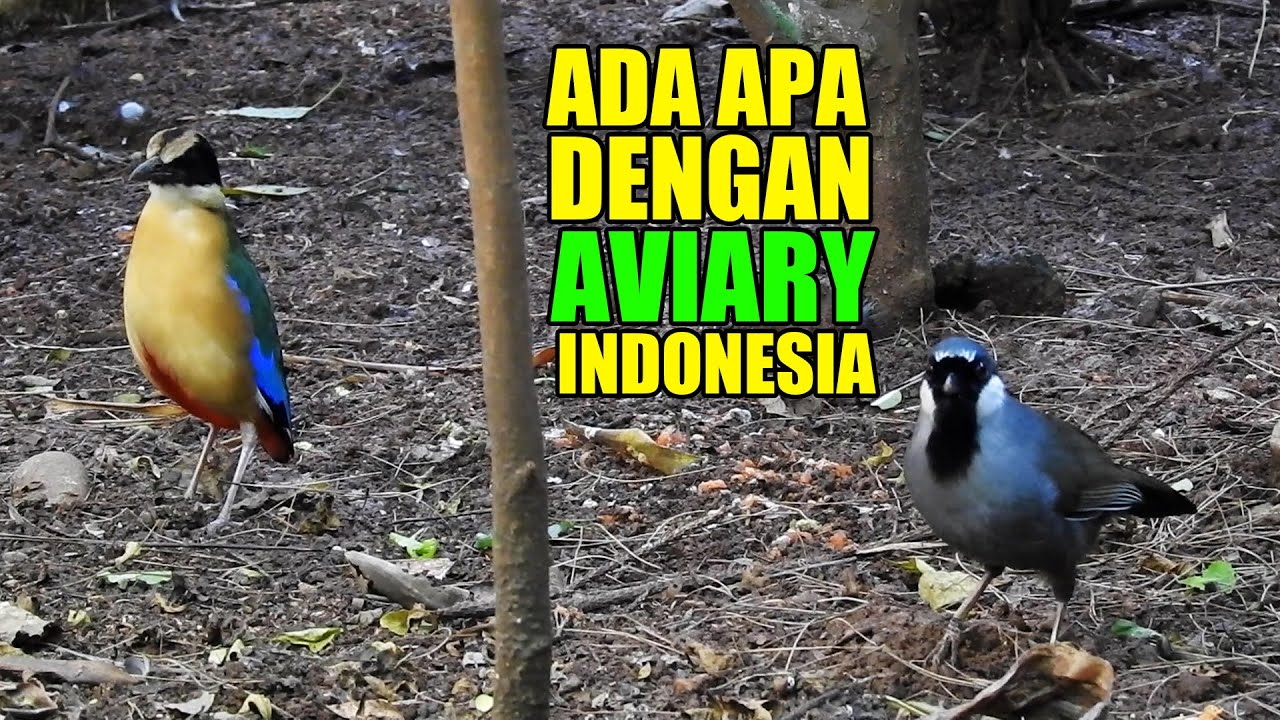 ADA APA DENGAN AVIARY DI INDONESIA - KENAPA BISA BEGINI !!
