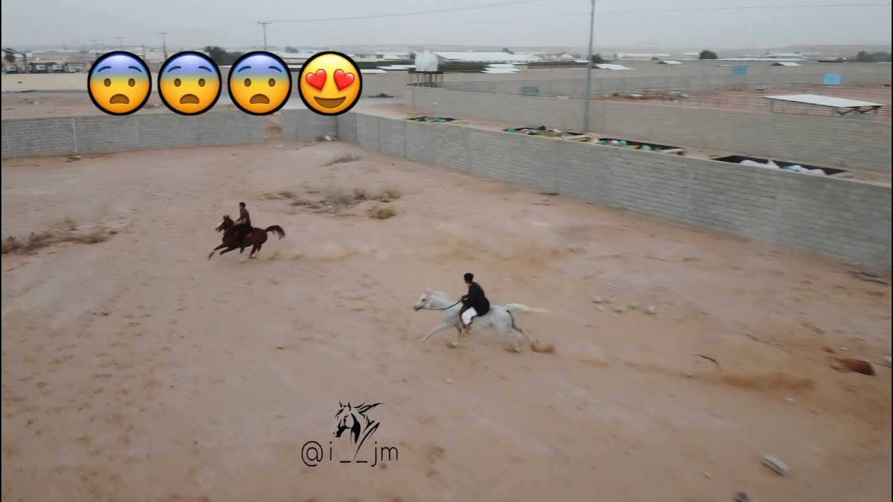 ذكاء الخيل العربية 😍 تفهم خيالها  !! 😍😨 Watch the intelligence of the Arabian horse |
