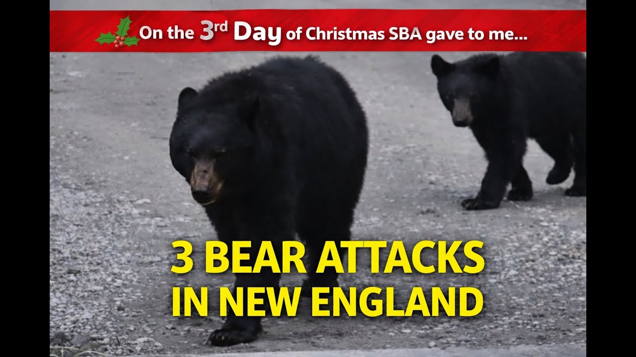 Scary Bear Attacks: Real Bear Attacks That Shocked New England