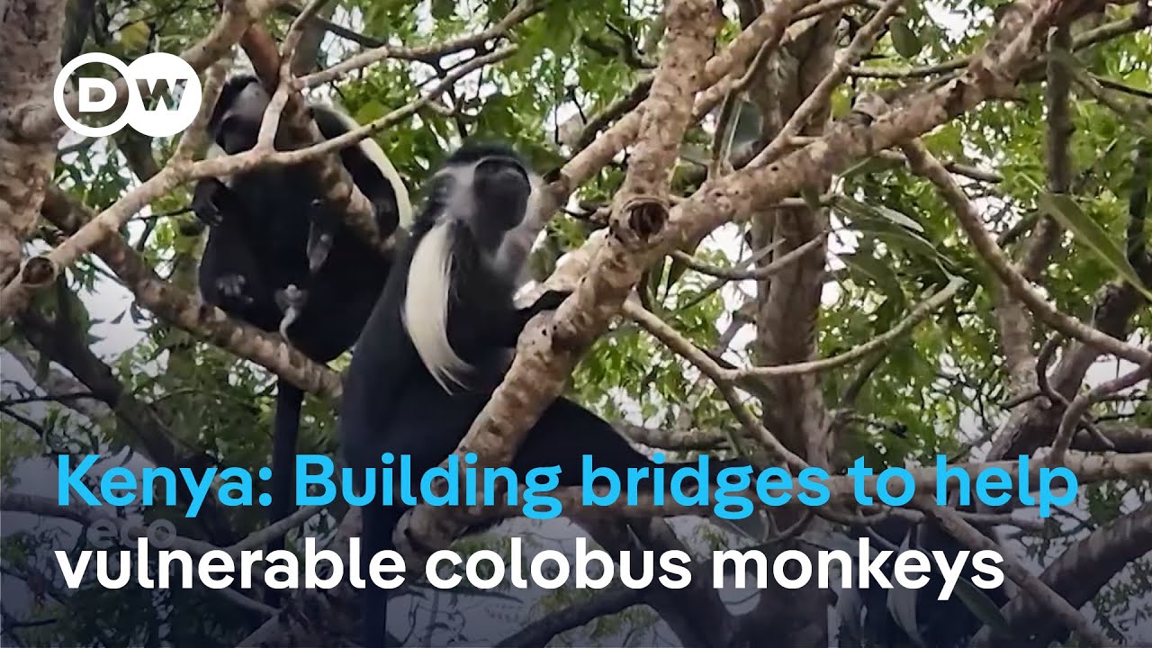 Conservationists in Diani Beach build bridges to save endangered colobus monkeys.
