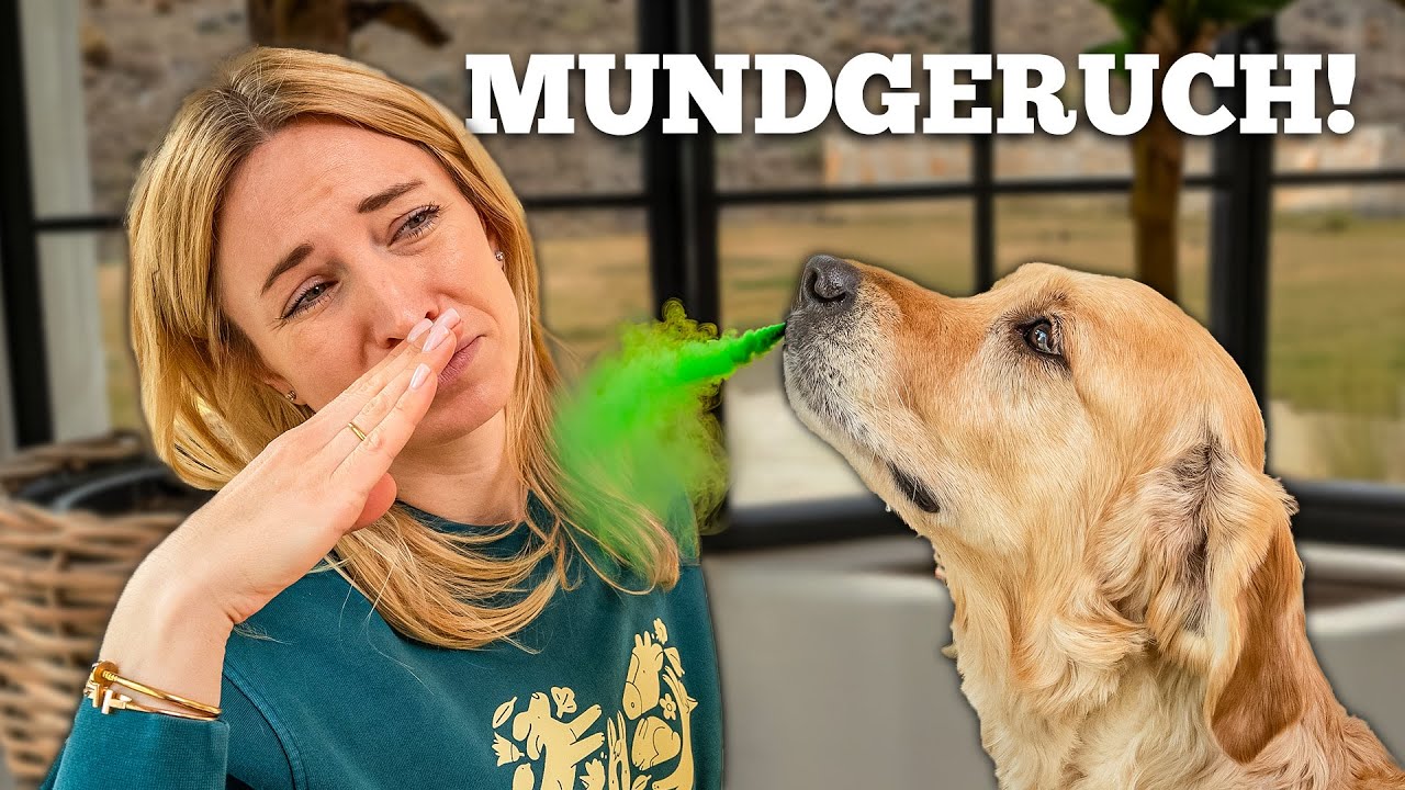 Mundgeruch beim Hund: So wirst du den Geruch schnell & effektiv los!