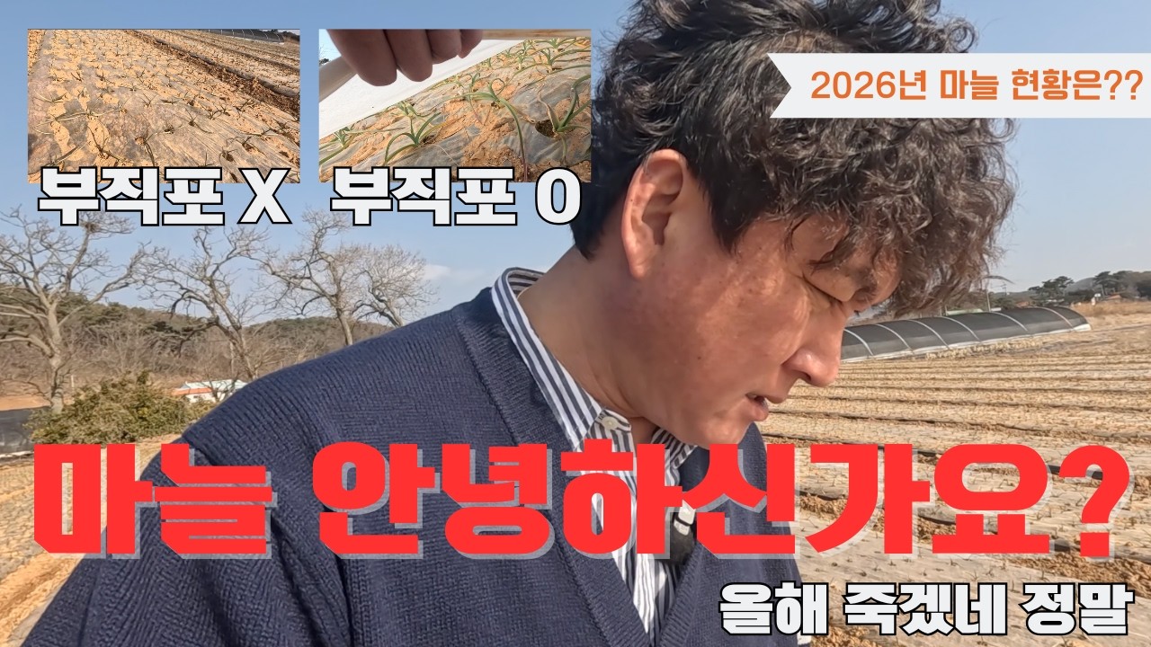 마늘 양파 재배 이제 월동기 부직포는 기본입니다!!! 기후 변화에 이기는 방법