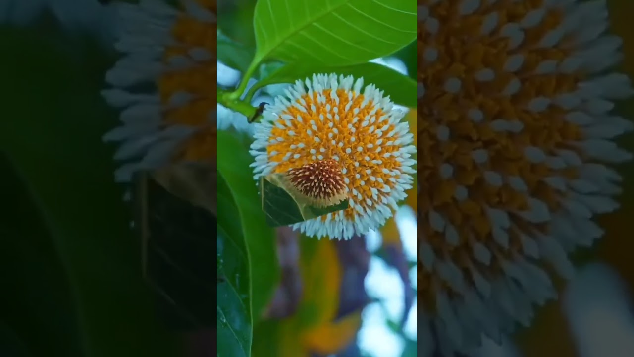 Shape of sunflower