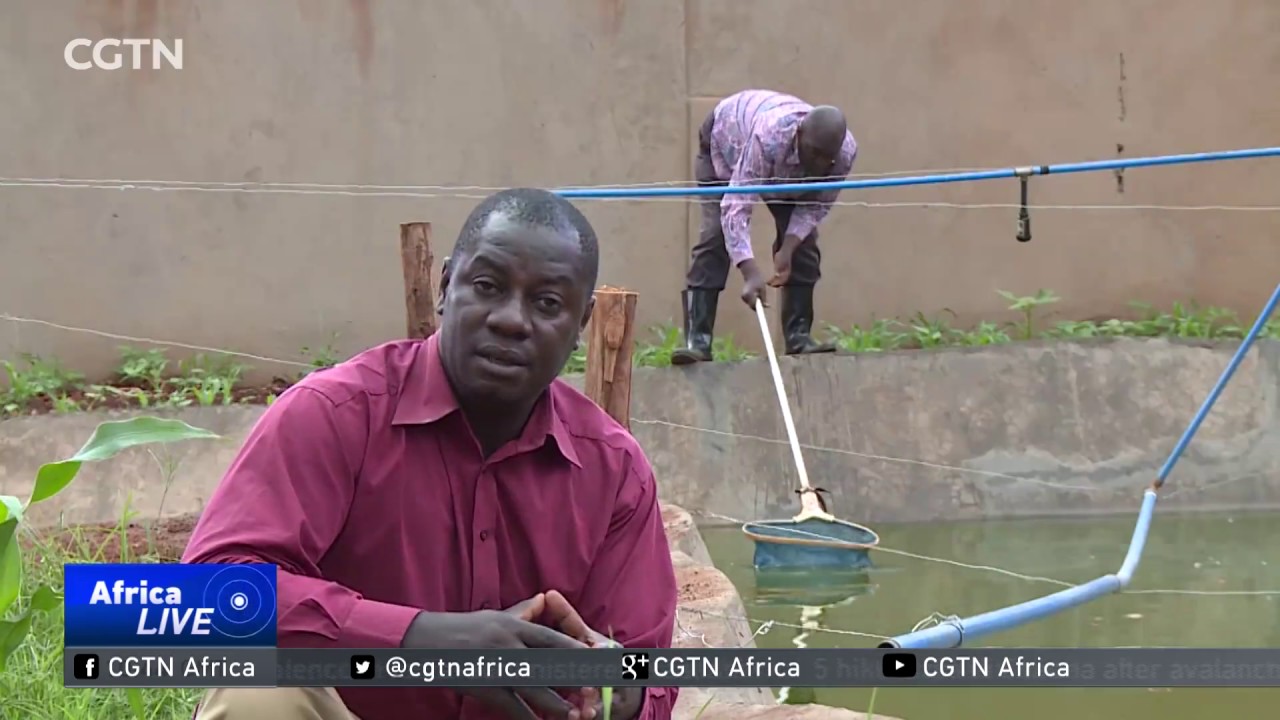 Fish farming on the rise in Uganda