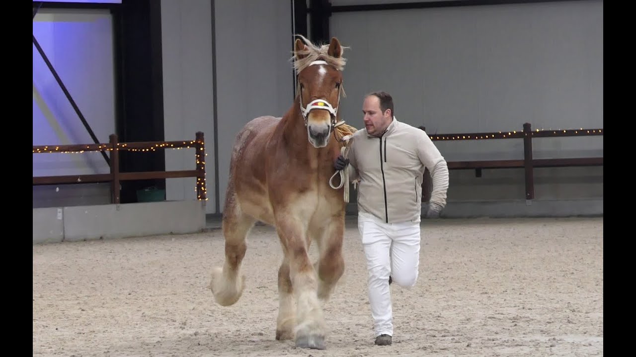 Belgian Draft Horses: stallion approval 2024