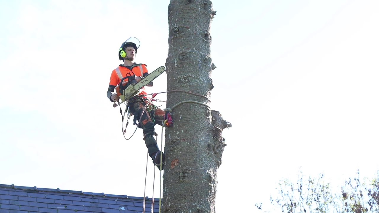 Arborist Rigging