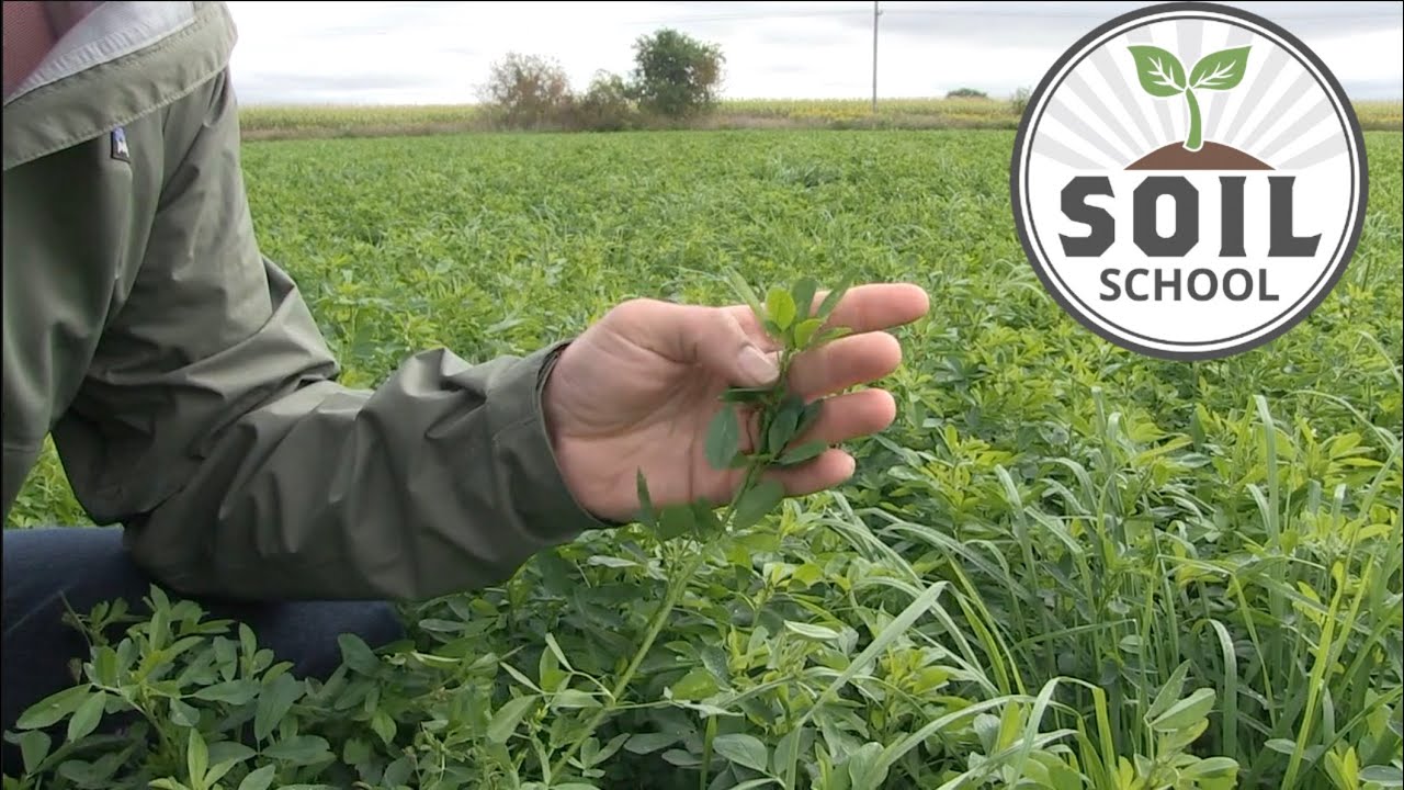 Soil School: Подкормка люцерны для здоровья почвы и повышения урожайности