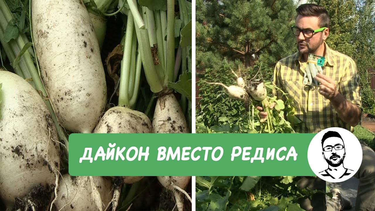 ДАЙКОН ВМЕСТО РЕДИСА!
