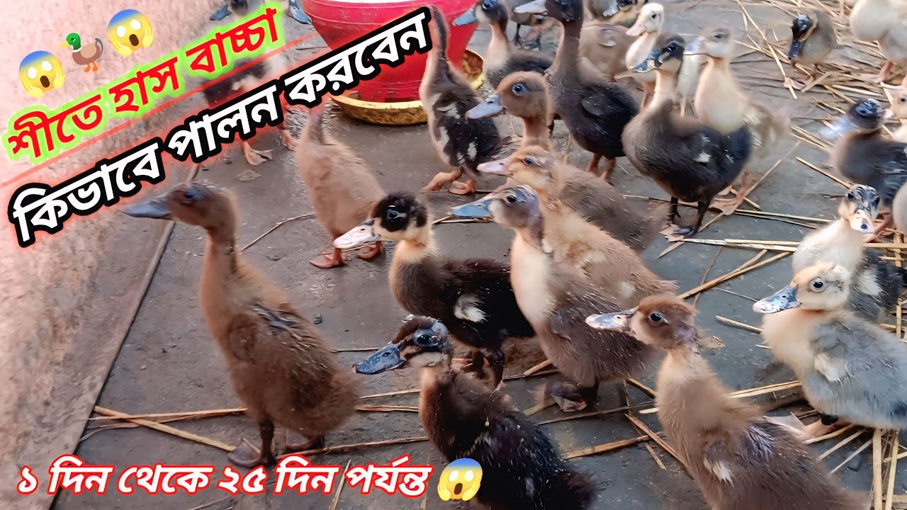 শীতে হাস বাচ্চা কিভাবে পালন করবেন 😱🦆😱 || ১ দিন থেকে ২৫ দিন পর্যন্ত 😱🦆😱