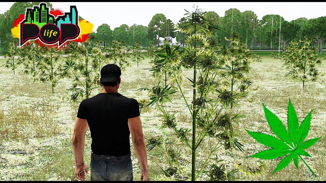 POP LIFE - NOS PILLAN CON UN MONTON DE DROGA! XDD - Nexxuz
