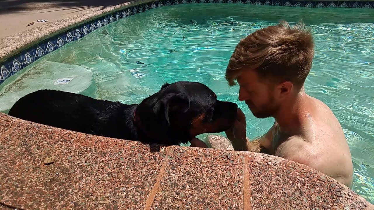 Rottweiler Puppy: Addie in the Pool