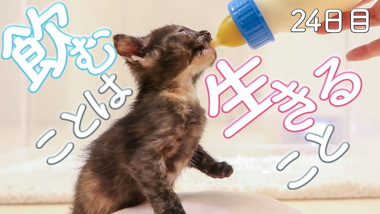 柑橘兄妹　お預かり２４日目　今日もたくさん飲んで、一生懸命に食べる　保護猫ミルクボランティア