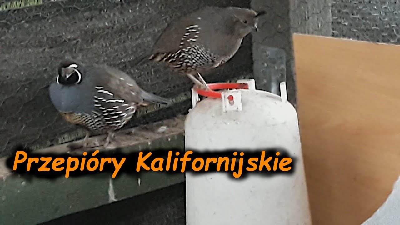 Przepi&oacute;ry Kalifornijskie co u nich? 😊 *przepi&oacute;ry i silki*