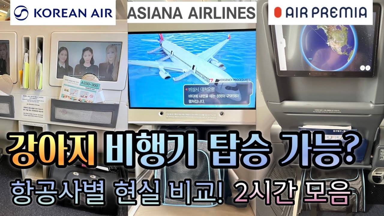 [ 강아지도 비행기타고 해외여행 갈 수 있을까? ] 국내항공사별 반려견 기내동반 탑승후기, 대한항공 아시아나항공 에어프레미아 항공사 반려동물 비행기 체크인부터 탑승까지