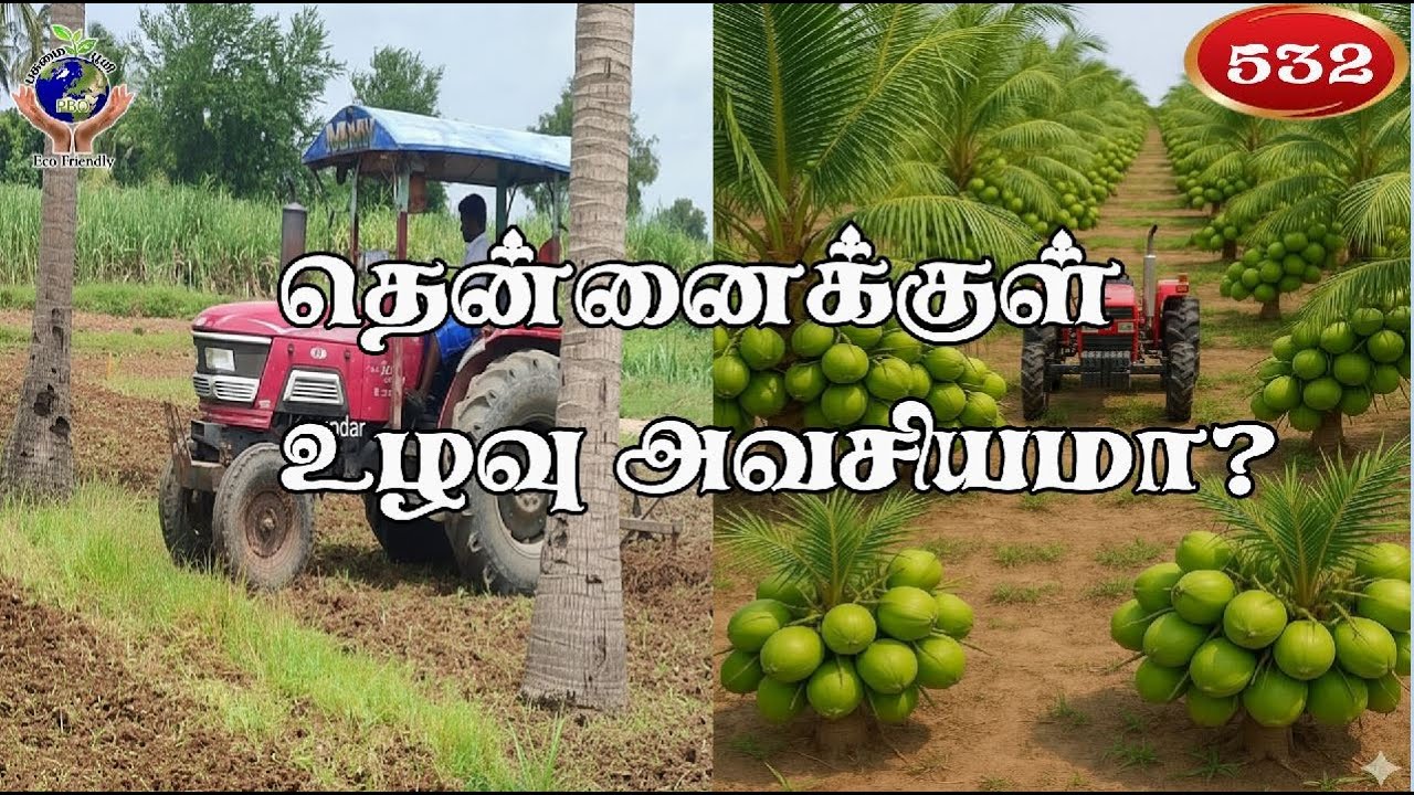 தென்னைக்குள் உழவு அவசியமா❓😱Is ploughing necessary in a millet field? 😱#fyp