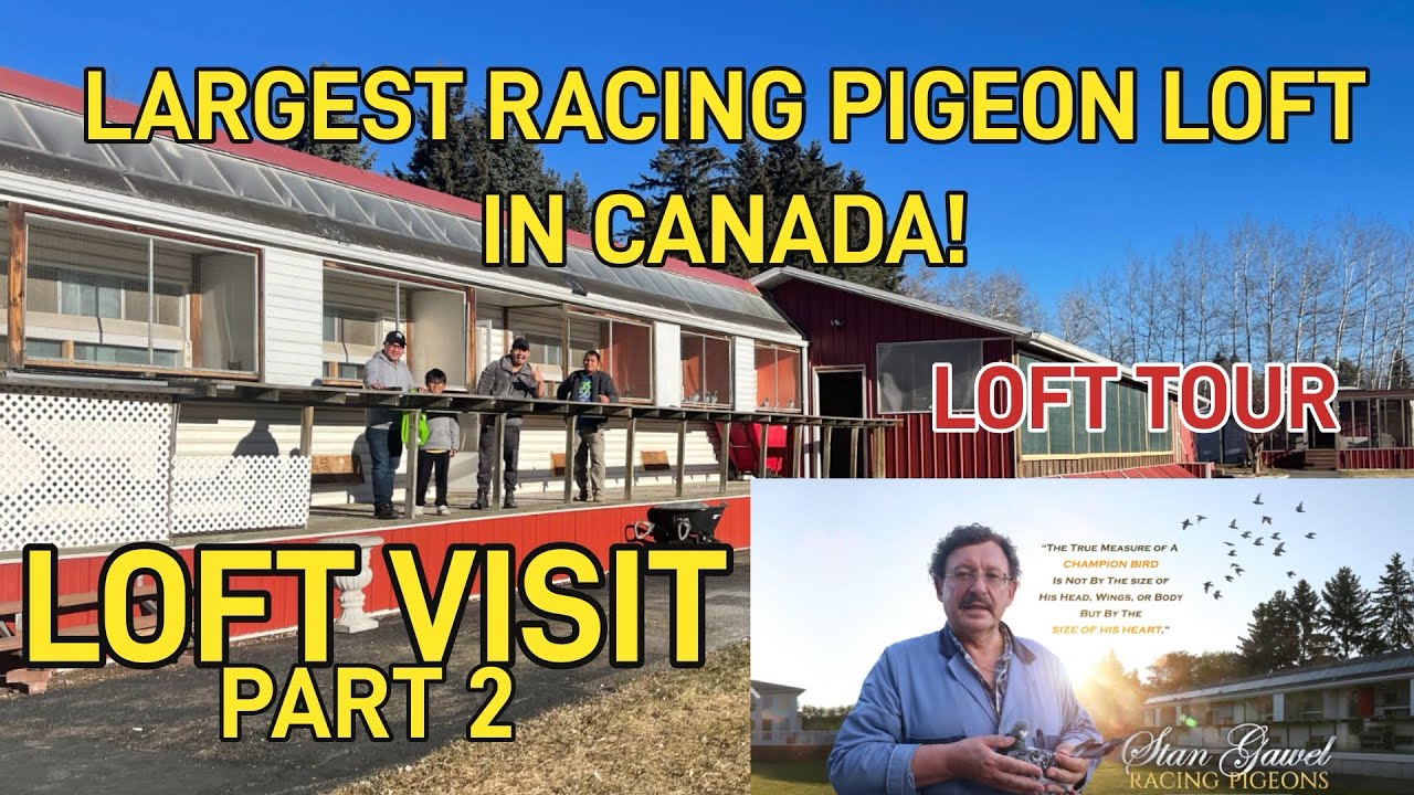 PART 2 OF LOFT VISIT ON STAN GAWEL RACING PIGEONS COLLECTIONS AROUND THE WORLD! SOLID MGA IBON! 😱