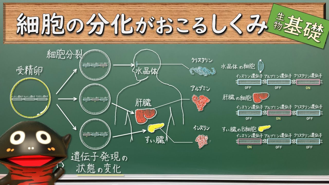 分化と遺伝子発現【78生物基礎】新課程対応