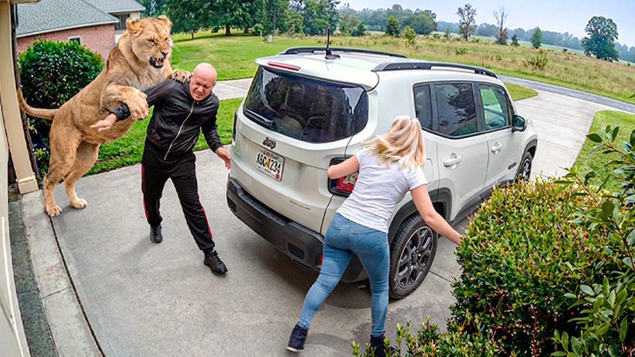 Wild Animals Invading Cities Caught on Camera!