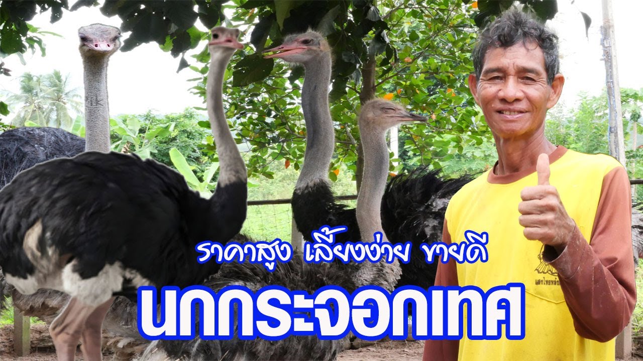 นกกระจอกเทศ เลี้ยงง่าย ขายได้ราคาดี