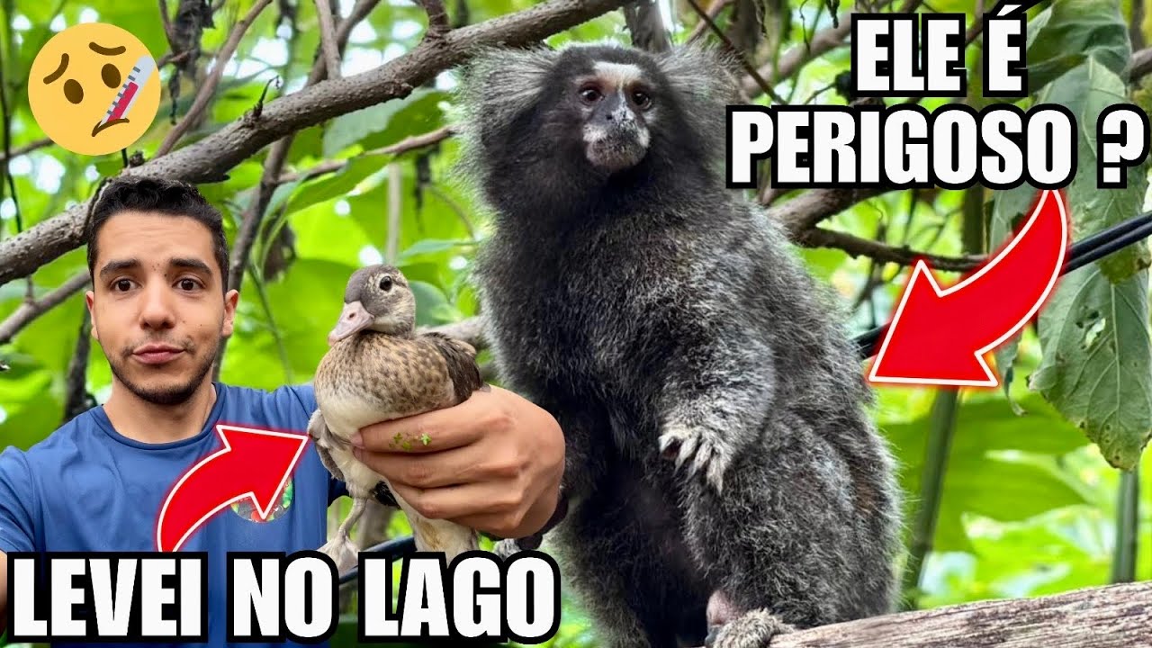 Fui mudar o marreco mais n&atilde;o deu certo | O macaquinho Voltou | Finalmente uma flor | Aves Recriar