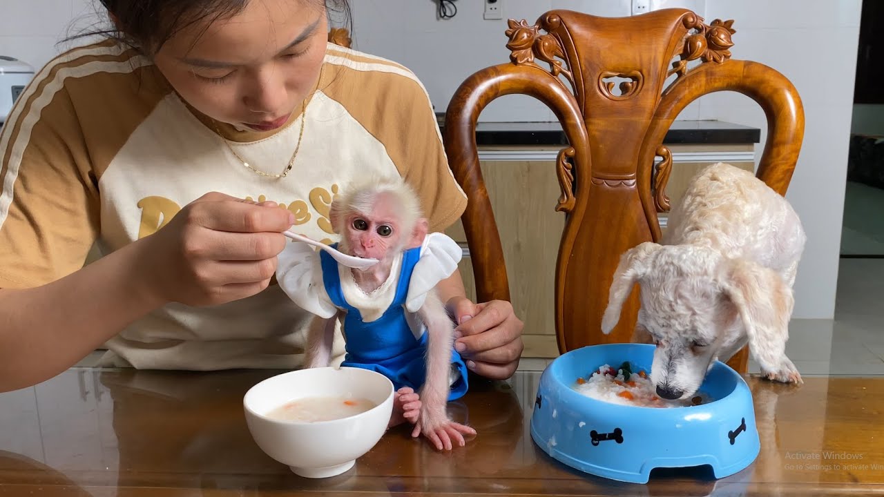 Monkey Luk asked mom cook porridge take care of dog Jack when tired