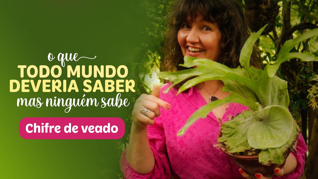 CHIFRE DE VEADO o que TODO MUNDO DEVERIA saber SOBRE