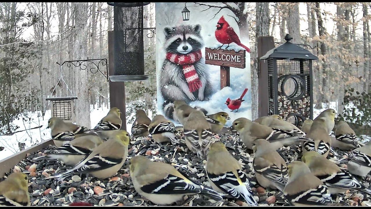 Streaming LIVE ** Birds on the Bluff Main Feeding Platform Camera ** 1/30/2026