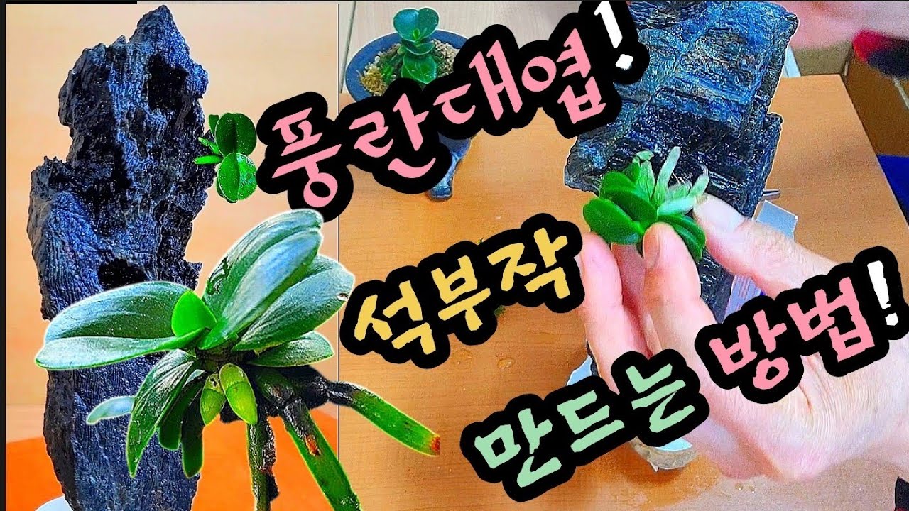 풍란대엽 석부작 만드는 방법