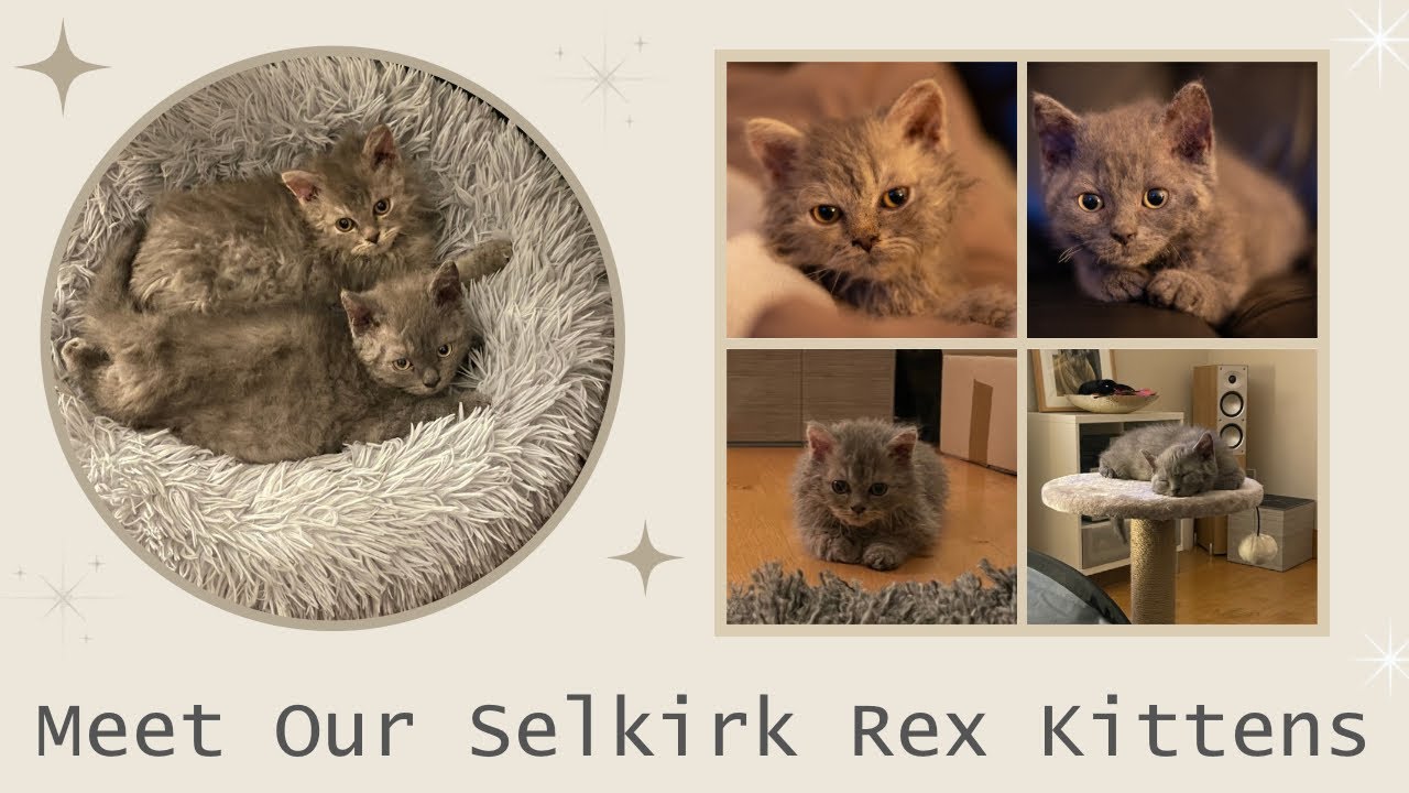 WE HAVE KITTENS! | Selkirk Rex | Male & Female | Collecting our Kittens | 1st Week in their New Home