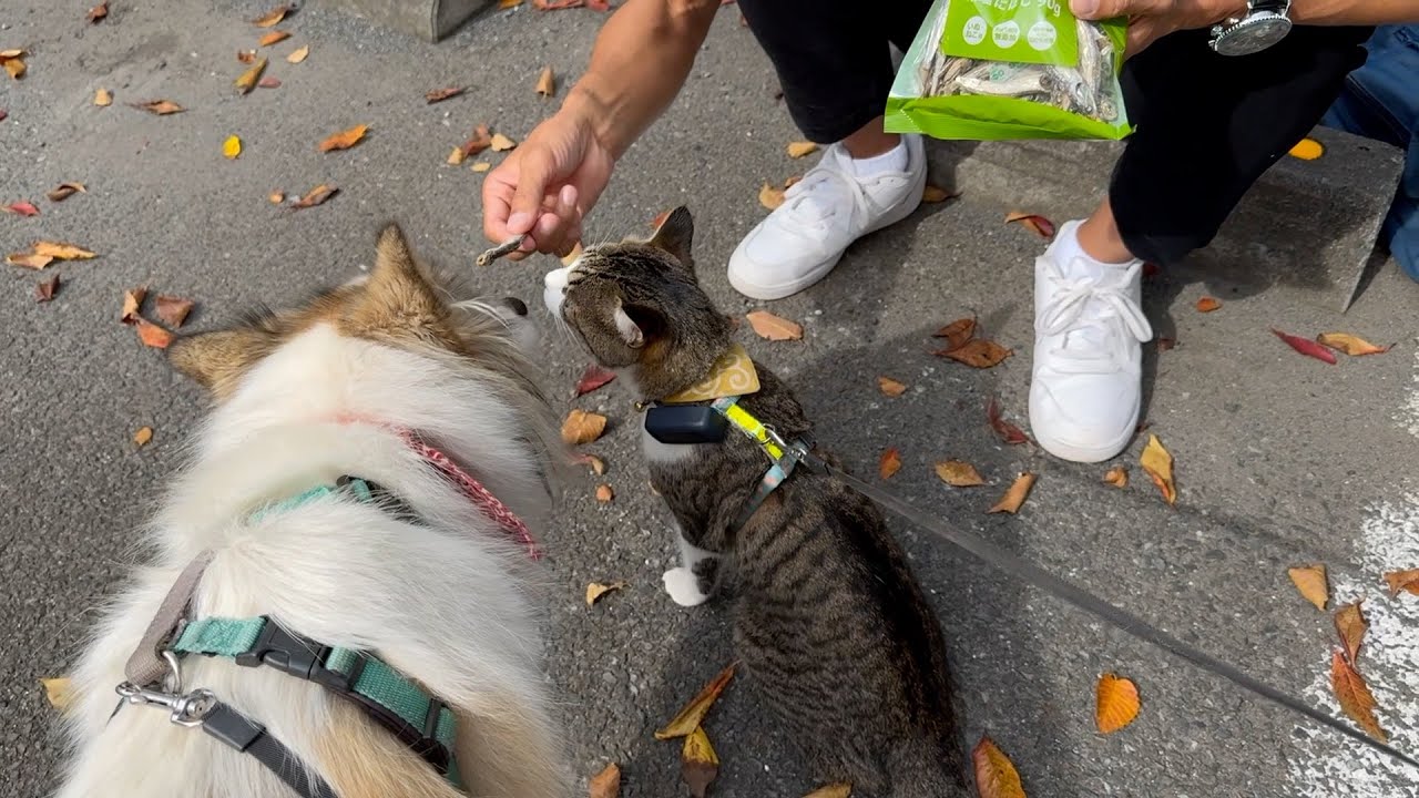 【犬猫と車中泊】視聴者さんと親睦を深めた旅