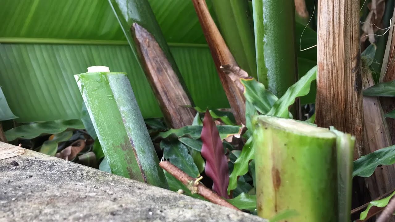 Timelapse: Heliconia Rostrata Reshooting After Pruning | Nature&rsquo;s Regrowth