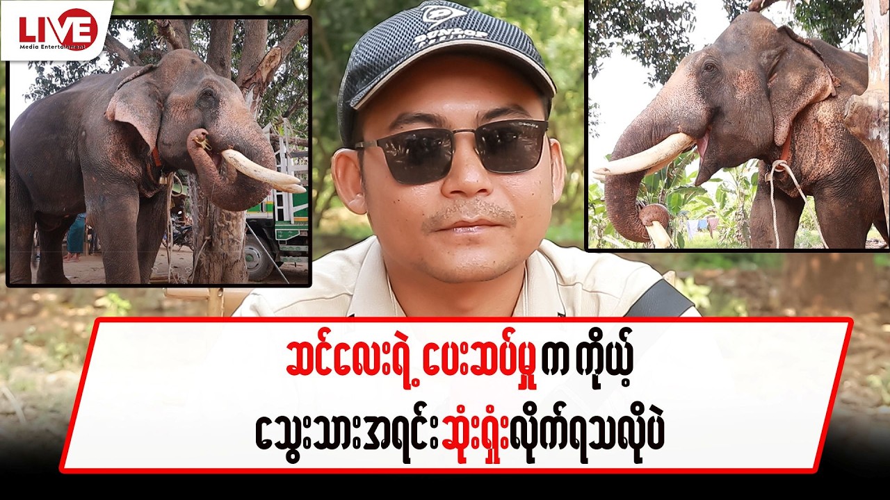 ဆင်လေးရဲ့ ပေးဆပ်မှုက ကိုယ့်သွေးသားအရင်း ဆုံးရှုံးလိုက်ရသလိုပဲ