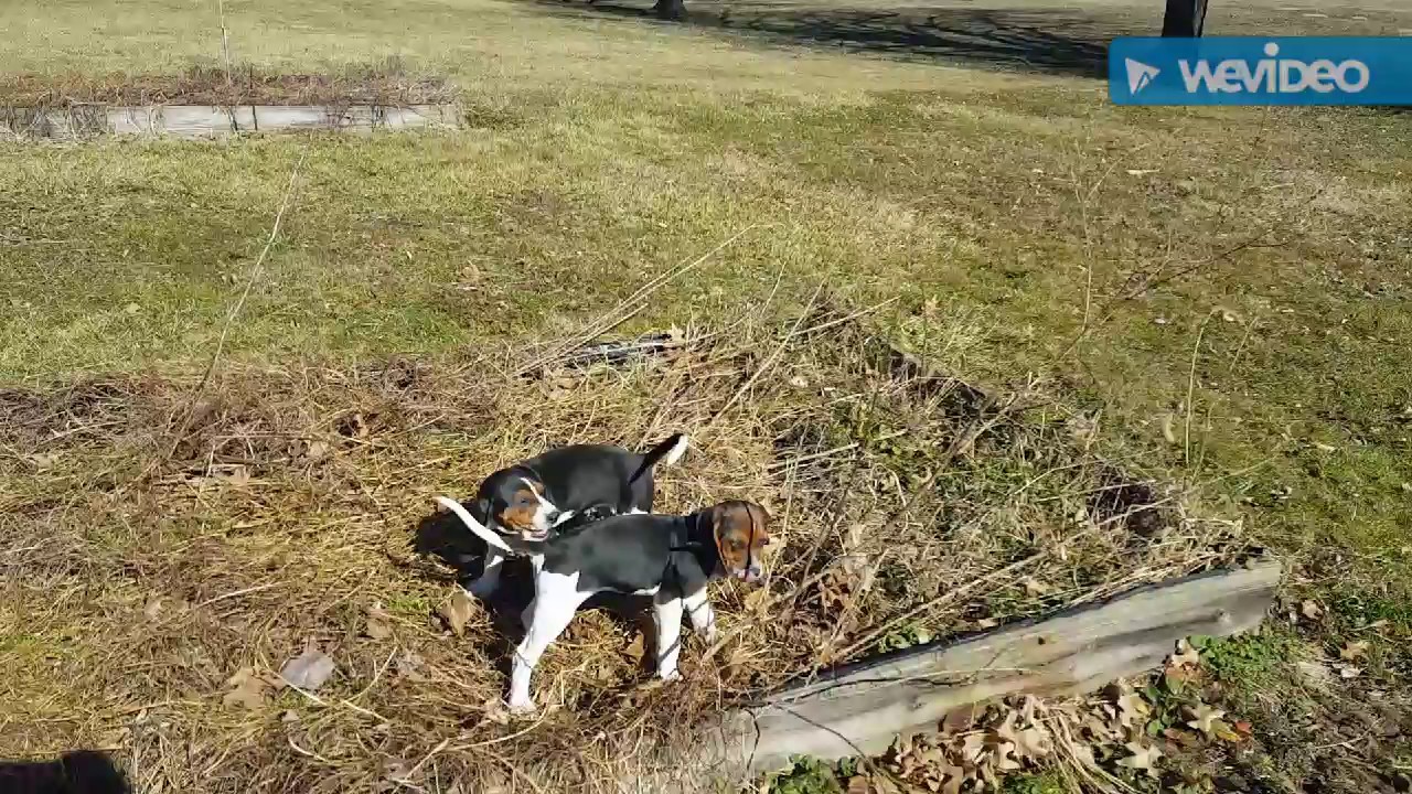 Training coon dog pups part 1