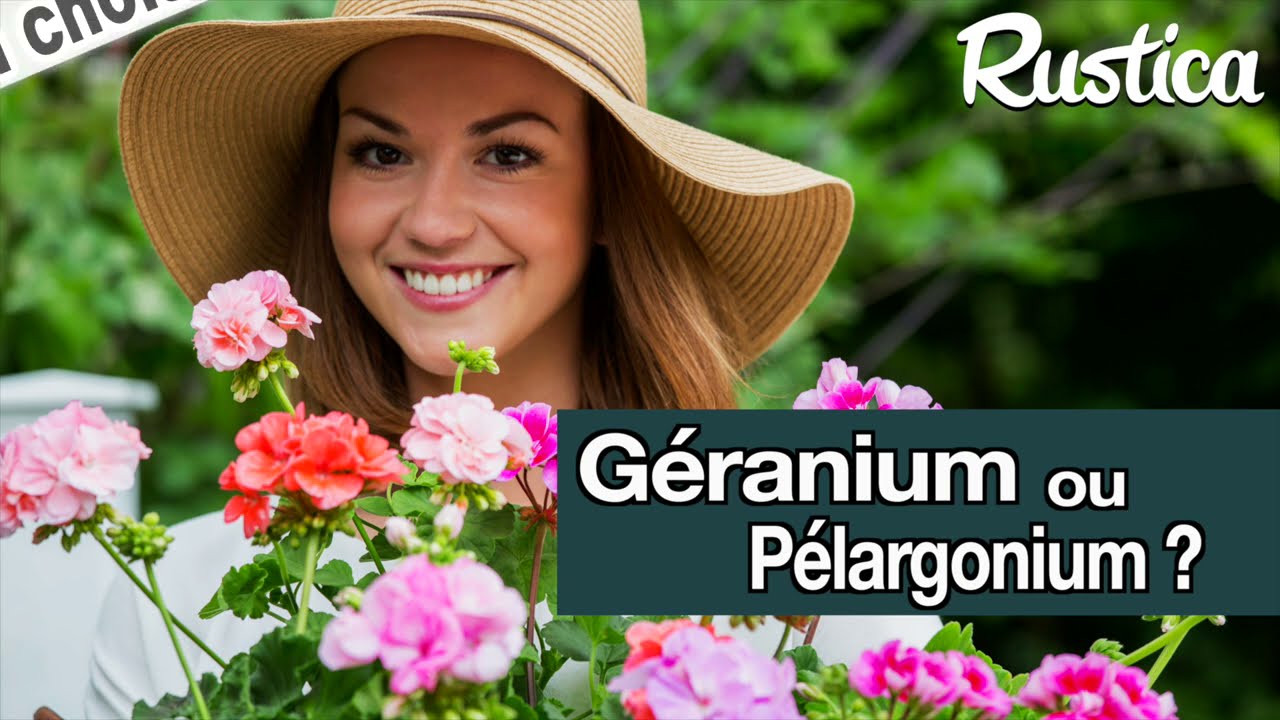 Géranium ou Pelargonium  Bien choisir son pélargonium pour le jardin ou le balcon