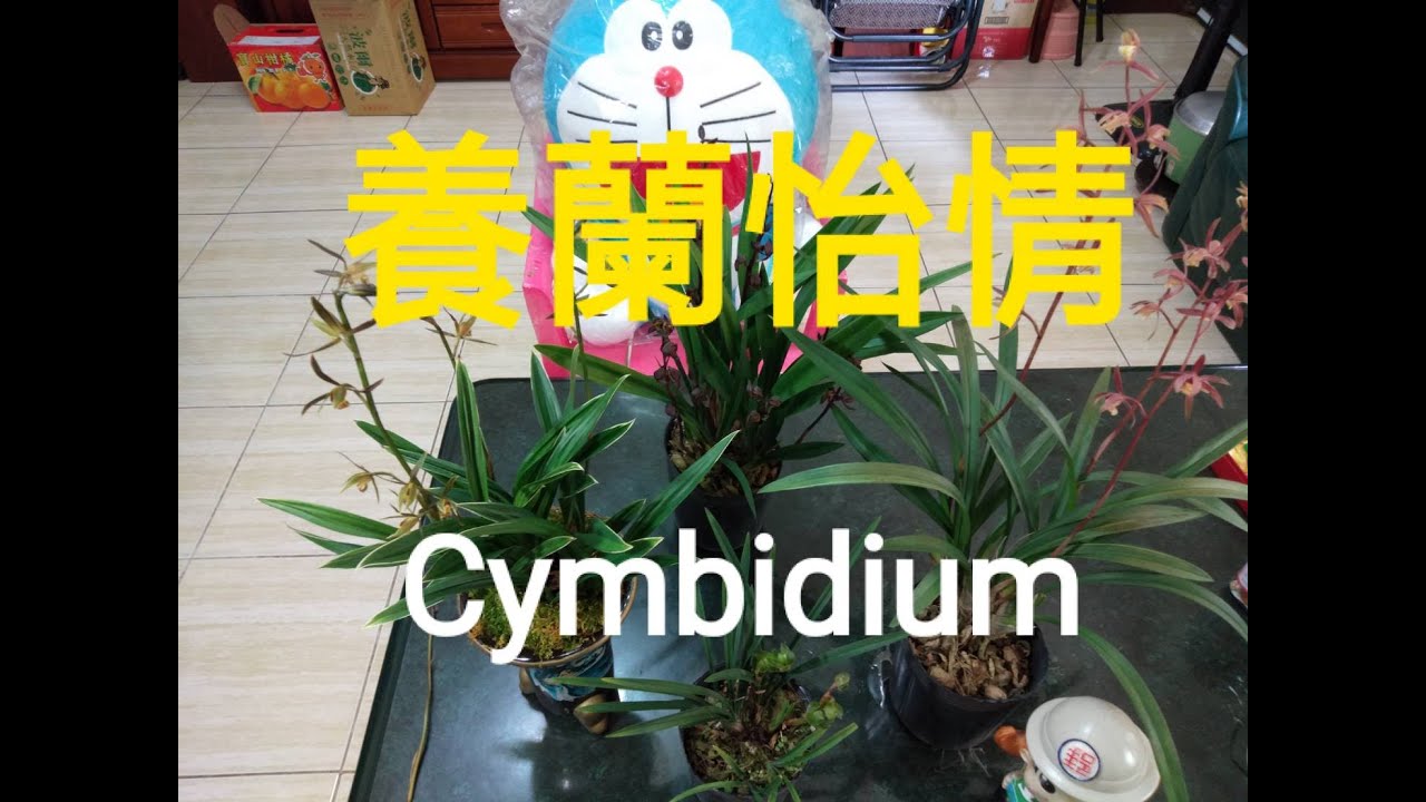 #194養性怡情--民雄新生國蘭園所借來的春蘭、達摩、富貴與陽明錦等4種國蘭欣賞（Empathy-4 kind of cymbidium,Taiwan）