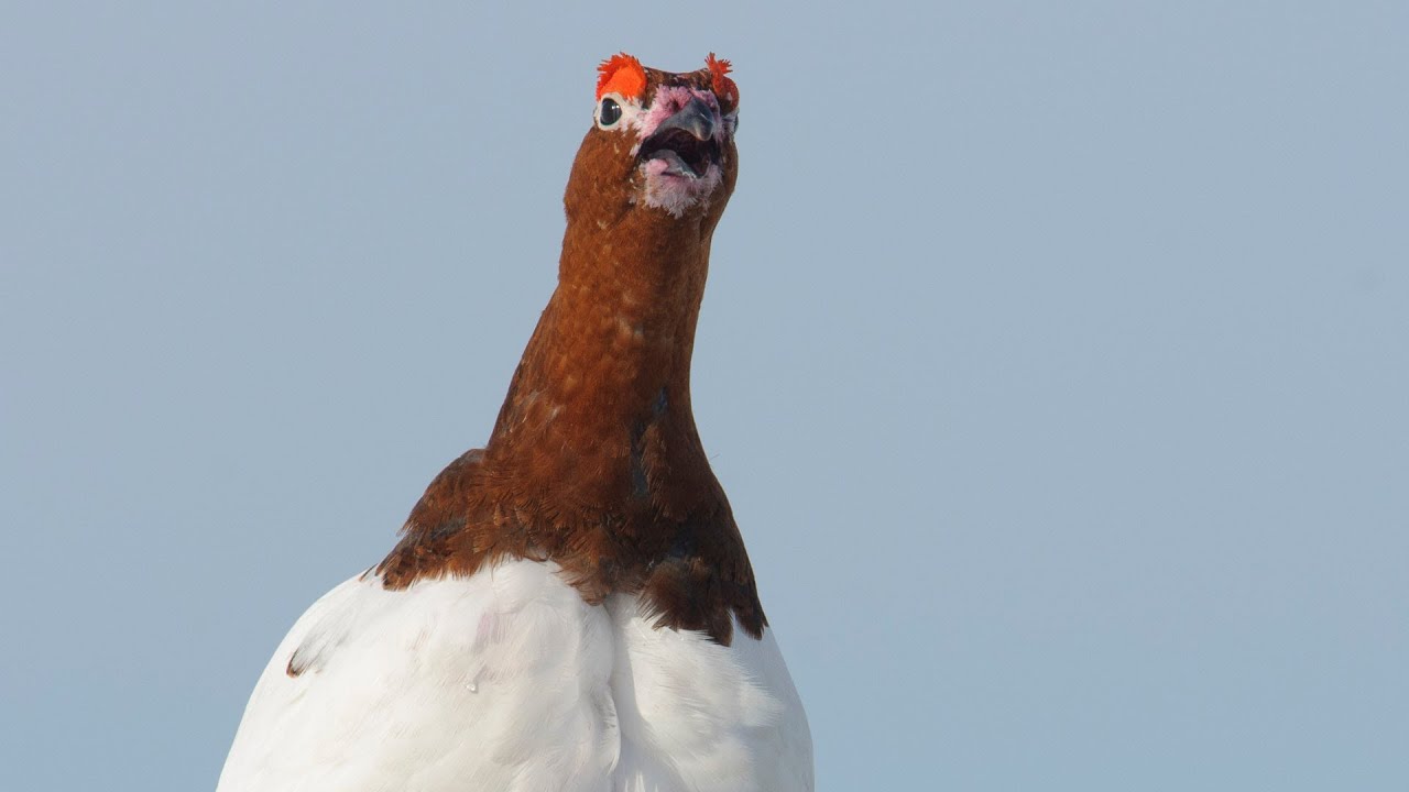 Voices: Willow Ptarmigan