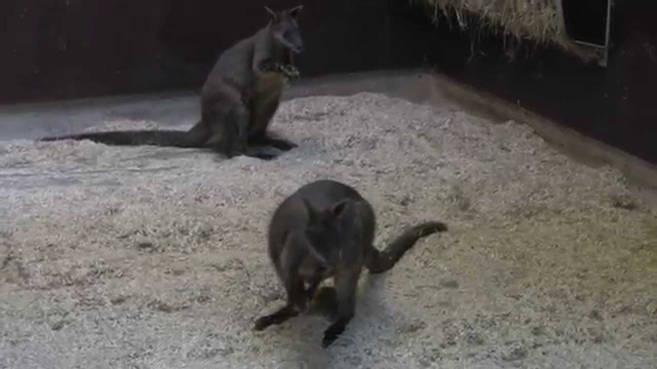 Ontvangst van twee moeraswallabies | Burgers' Zoo Natuurlijk | Arnhem
