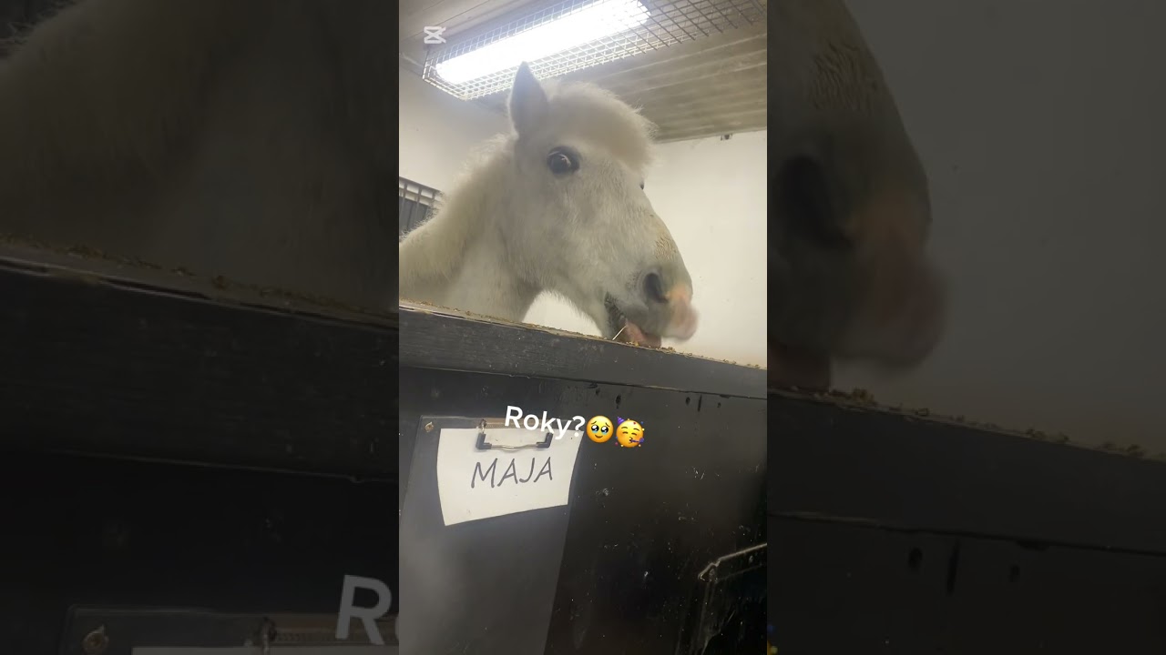 Gammal video kunde it något om hästar här hade ridit i typ 4 veckor menar inte  något dåligt!