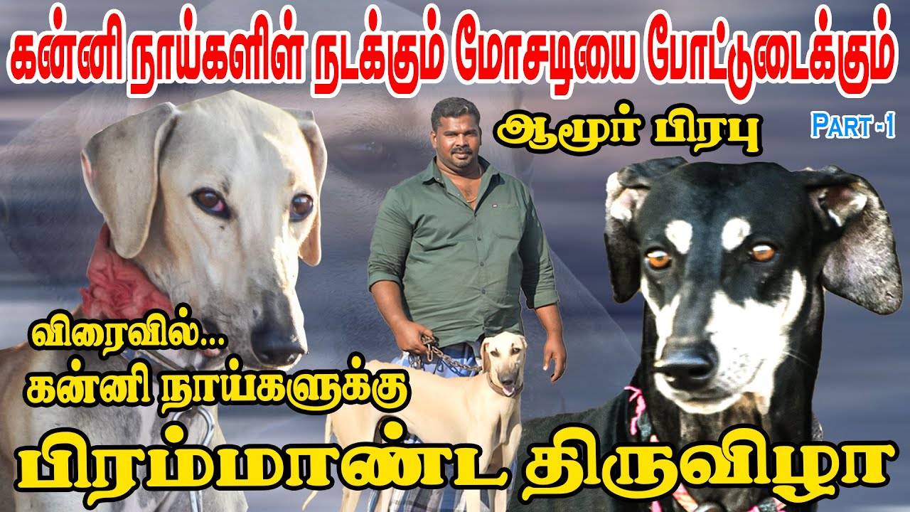 கன்னி நாய் வாங்கி ஏமாந்தவர்கள் பலபேர் !! | போட்டுடைக்கும் ஆமூர் பிரபு | பகுதி-1
