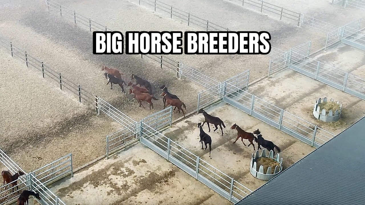 HOW SPORT HORSES ARE BRED - BLUE HORS FOALS