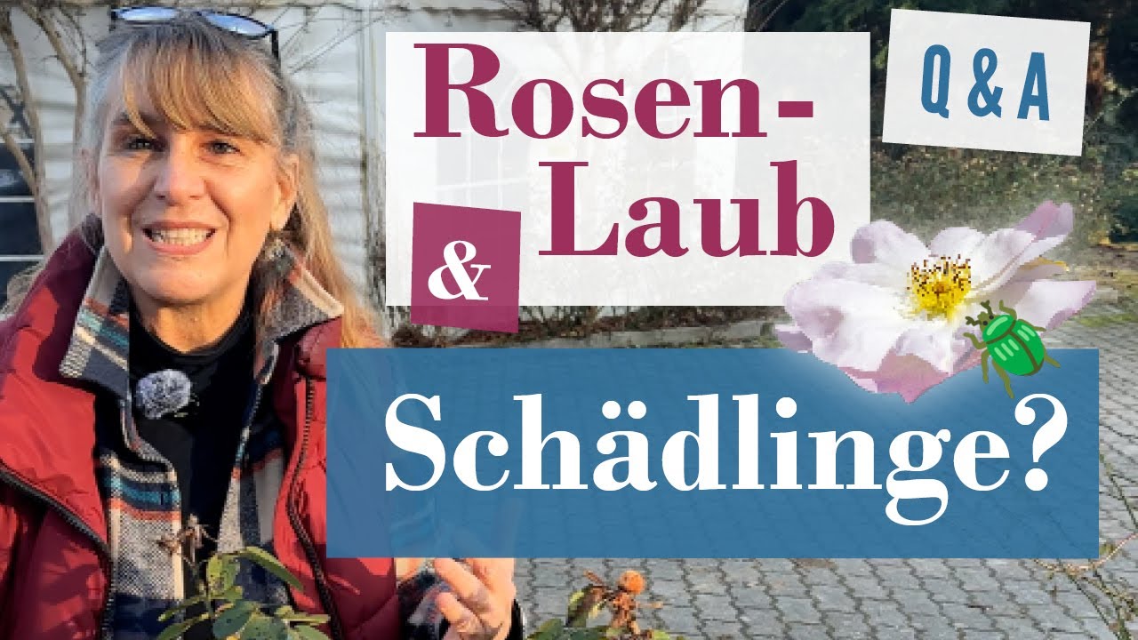 👉 Blätter dran oder ab? Läuse im Winter erkennen & Rosen richtig schützen 🌹