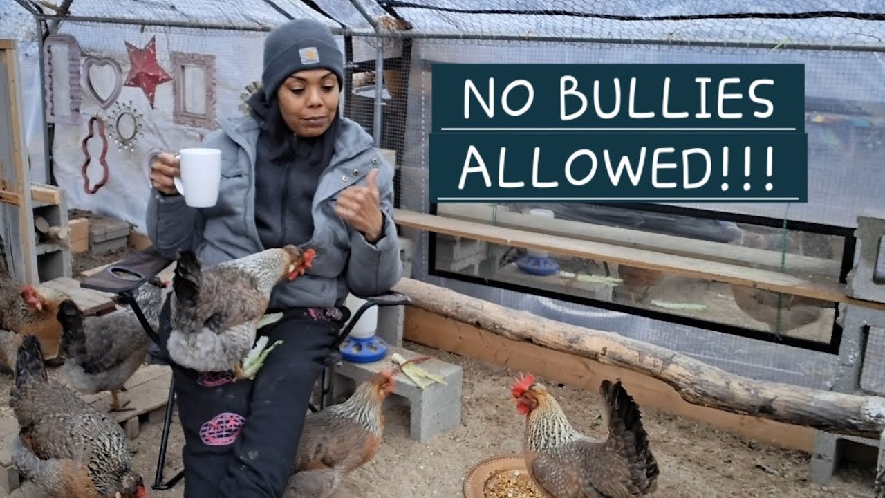 🚫Coming Up With A Plan For Fennel!!! I Don't Tolerate Bullies!!!  #backyardchickens #homestead 