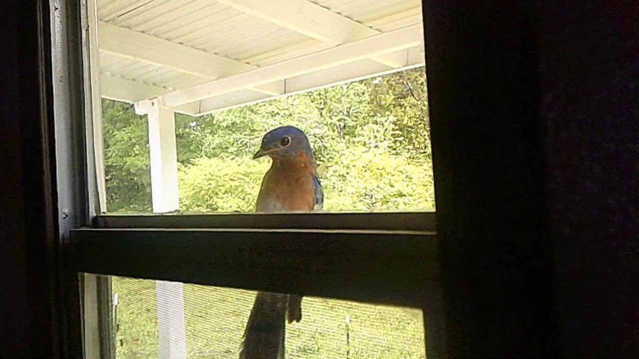 Curious Bird